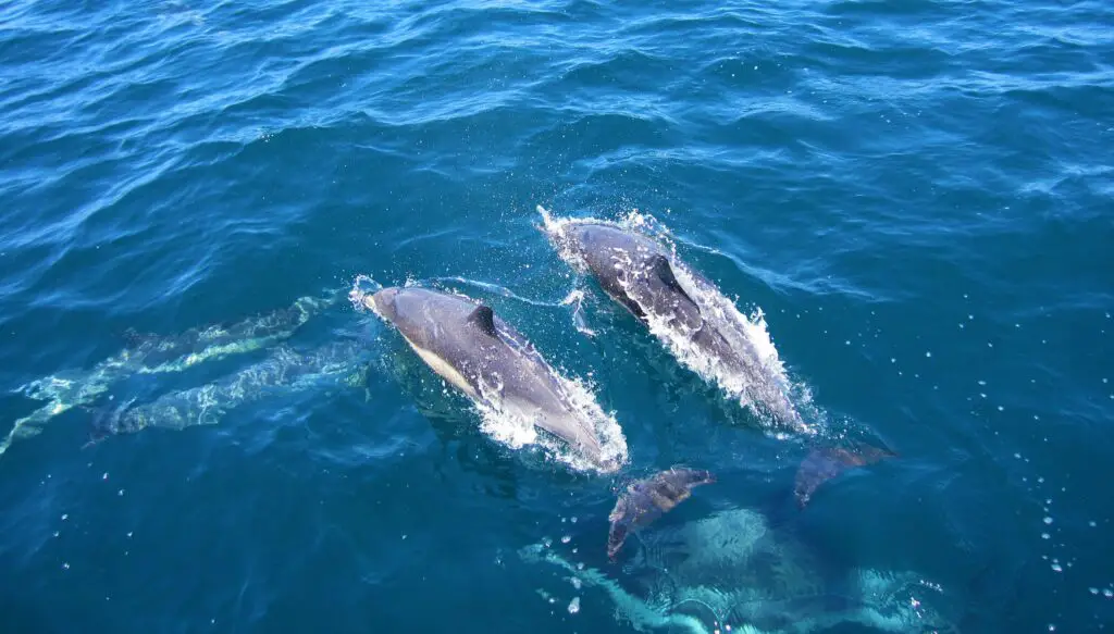 A Playful Encounter: Dolphin Watching in Panglao