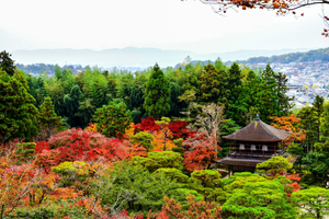 Exploring Kyoto's Gardens: A Language Lesson in Nature