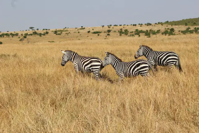 Exploring the Wonders of Kenya: A Journey Through Remarkable Destinations