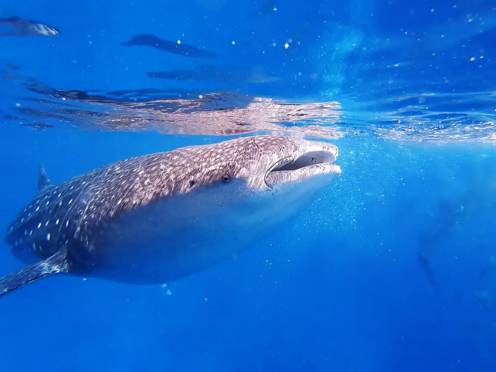 Swimming with Whale Sharks in Oslob, Cebu