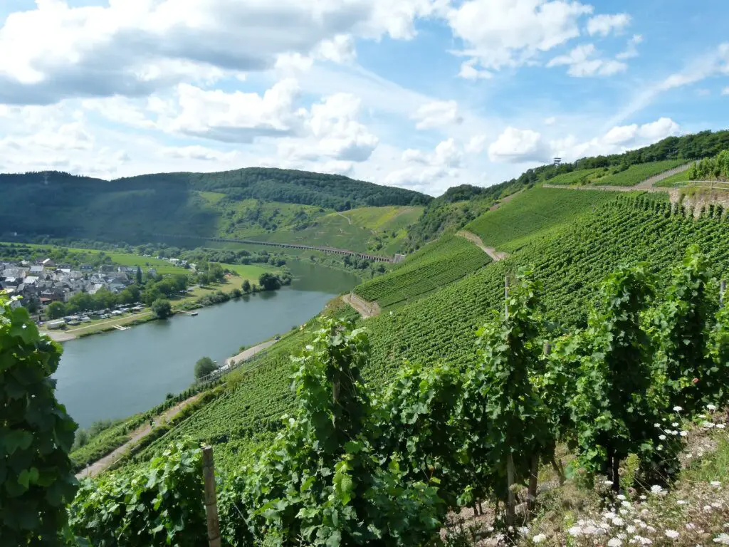 German Riesling Wine: A Taste of Excellence