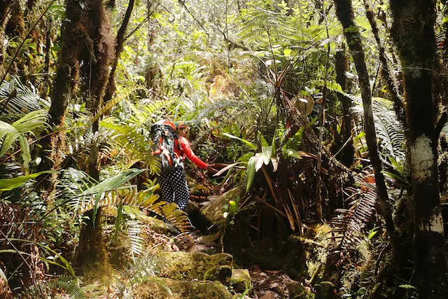 Embark on an Epic Roraima Trekking Expedition in Venezuela!