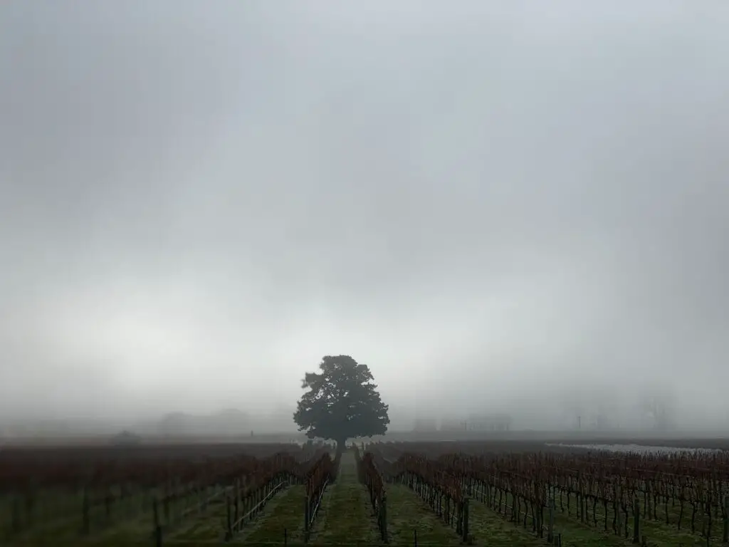 The Elegance of New Zealand Wineries