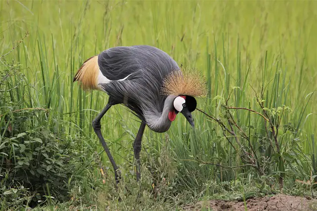 Safaris In Uganda: What To Do