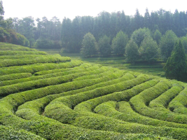 Korea's Natural Wonders: Jindo Sea Parting, Boseong Green Tea Fields, and More