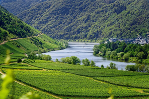 Germany Wine Regions: Exploring the Rich Diversity of German Viticulture