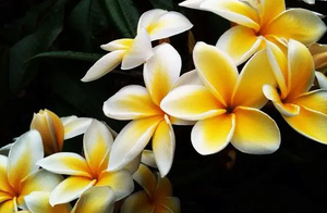 Laos' Dok Champa Flower Is A Must-See When You Travel There