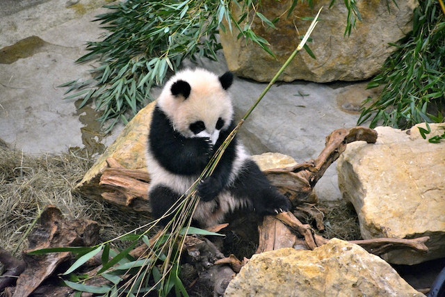 China's Top 3 Giant Panda Tourist Attractions