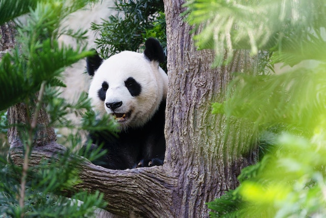 China's Top 3 Giant Panda Tourist Attractions