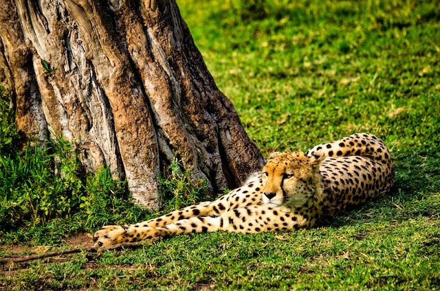 Discover the Enchanting Beauty of Africa: A Sightseeing Adventure