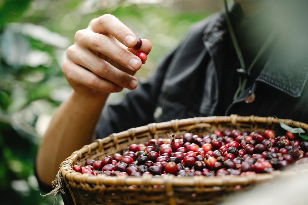 Visit the Philippines' Coffee Farms to Experience Filipino Coffee Culture