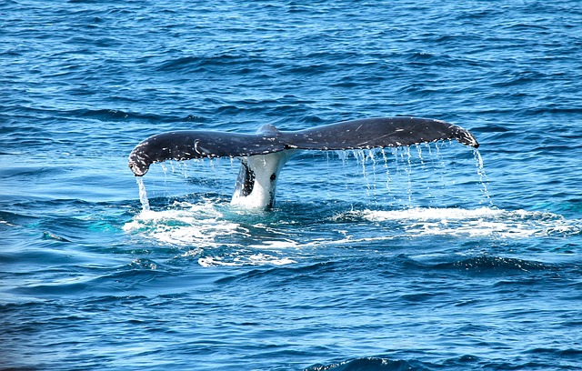 When to Go Whale-Watching