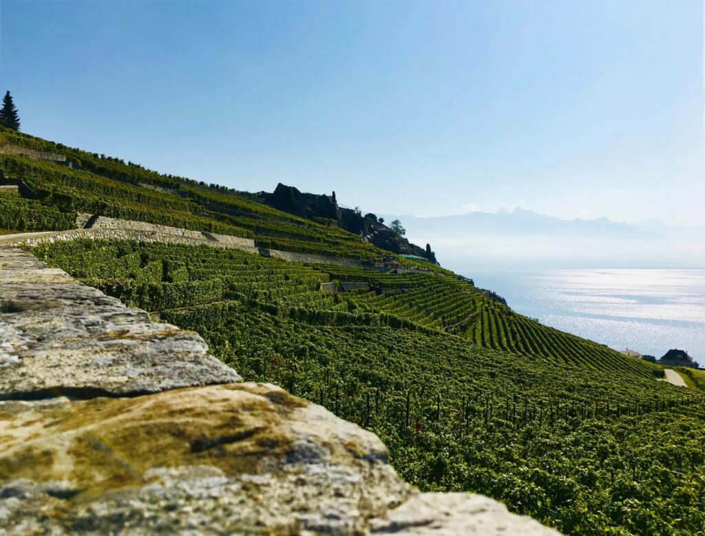 Top Wine Regions in Switzerland