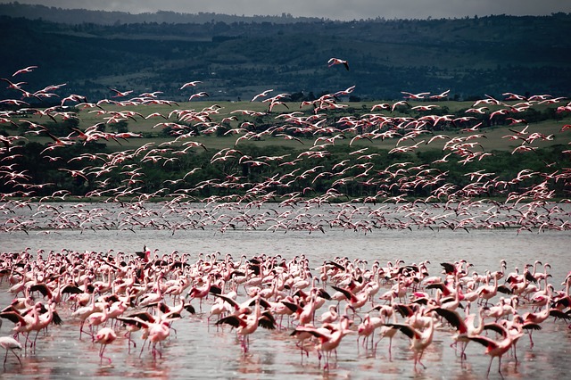 Kenya is a Paradise for Vacationers