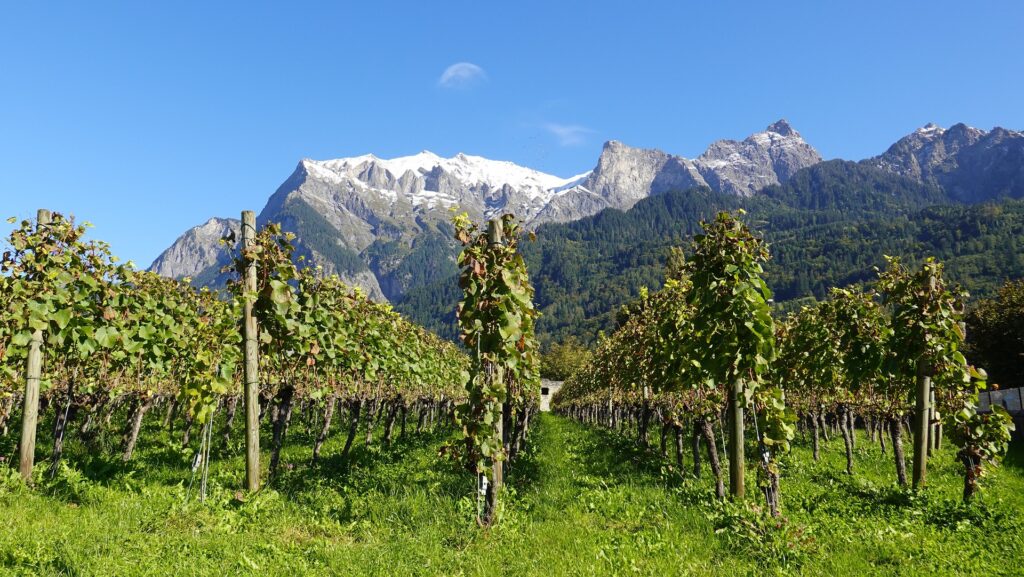Top Wine Regions in Switzerland