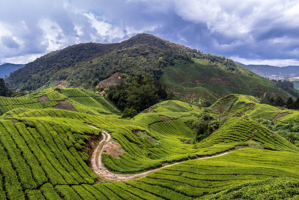 Enjoy the Scenic Beauty and Cool Climate of Cameron Highlands, Malaysia