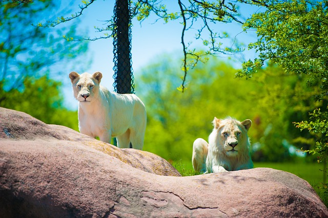 Roaring Adventures: Unveiling North America's Finest Zoos!