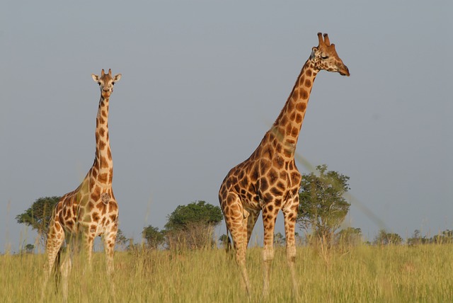 Safaris In Uganda: What To Do
