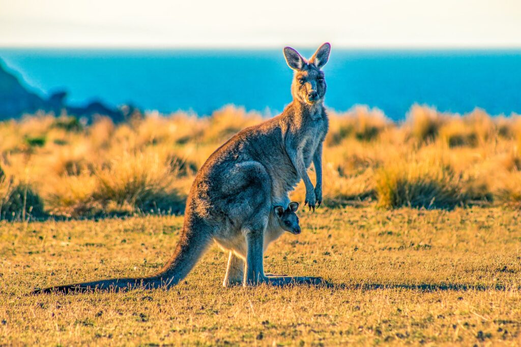Discovering the Land Down Under: Top Things to Do in Australia