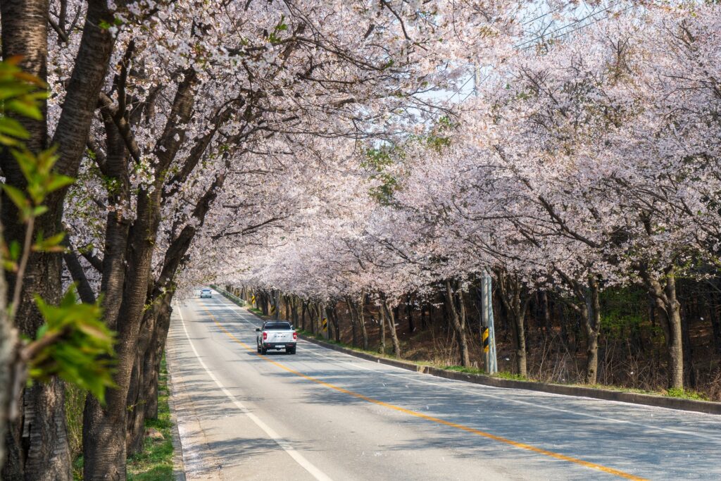 Renting a Car in South Korea: What You Need to Know