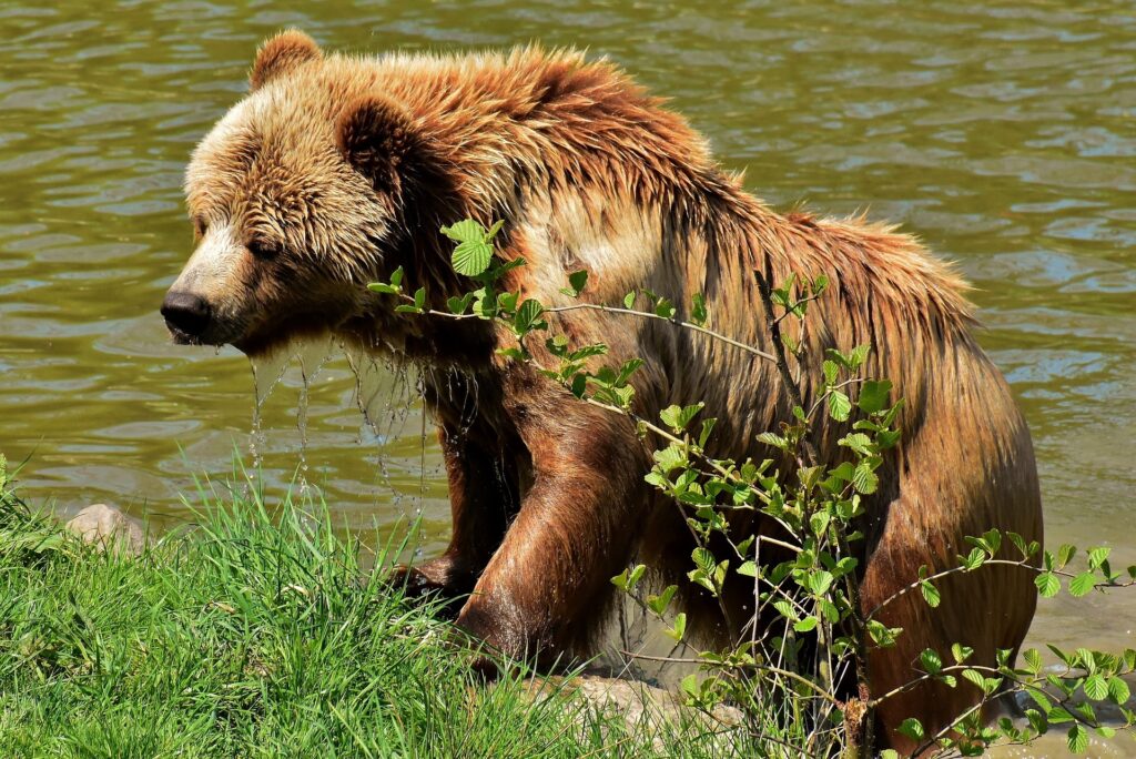 A Wildlife Holiday in Sweden: On the Trail of Bears