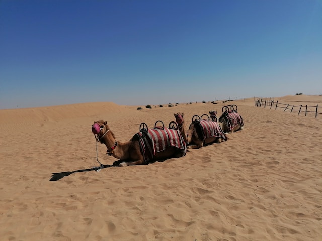 Get Ready for an Unforgettable Adventure: Camel Rides in Dubai