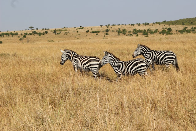 Exploring the Wonders of Kenya: A Journey Through Remarkable Destinations