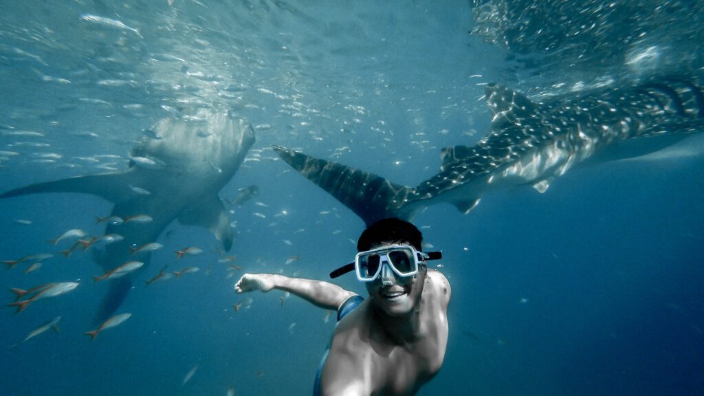 Swimming with Whale Sharks in Oslob, Cebu