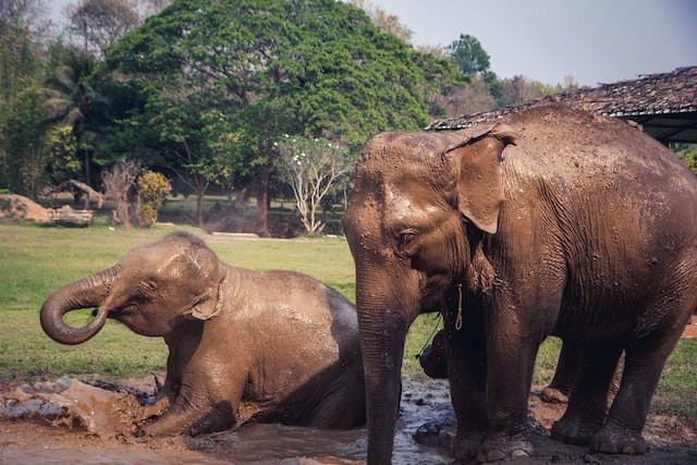 Thailand - Elephant Experience