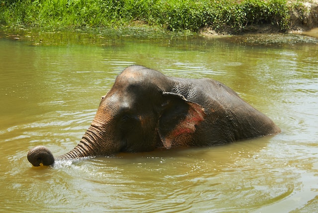 Thailand - Elephant Experience