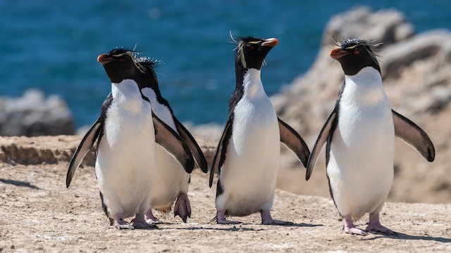 The Must-Visit Places in the Falkland Islands: Highest Rated Tourist Hotspots