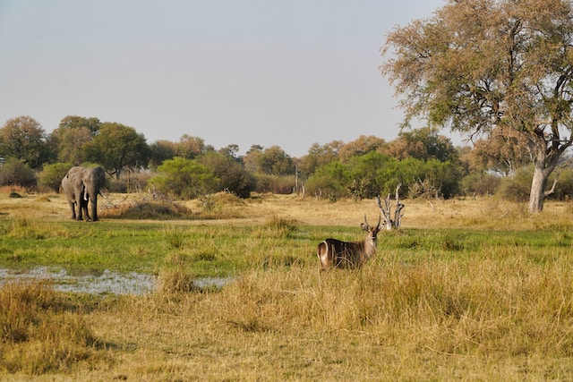 Discover the Wonders of Botswana: Where to Go and What to See